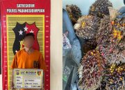 Seorang pria berinisial, SM, diamankan ke Mako Polres Padangsidimpuan atas dugaan tindak pidana Curat 11 tandan buah sawit yang telah dipanen dengan total berat mencapai sekitar 308 Kg yang terjadi di area Perkebunan PTPN IV Regional 1 Pijorkoling