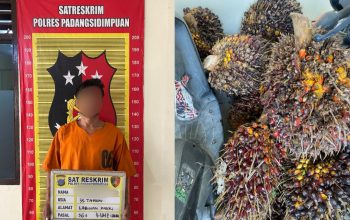 Seorang pria berinisial, SM, diamankan ke Mako Polres Padangsidimpuan atas dugaan tindak pidana Curat 11 tandan buah sawit yang telah dipanen dengan total berat mencapai sekitar 308 Kg yang terjadi di area Perkebunan PTPN IV Regional 1 Pijorkoling