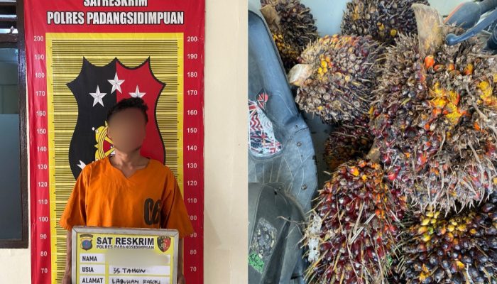 Tertangkap Basah Panen Sawit Ilegal, Pria Asal Sidimpuan Diamankan