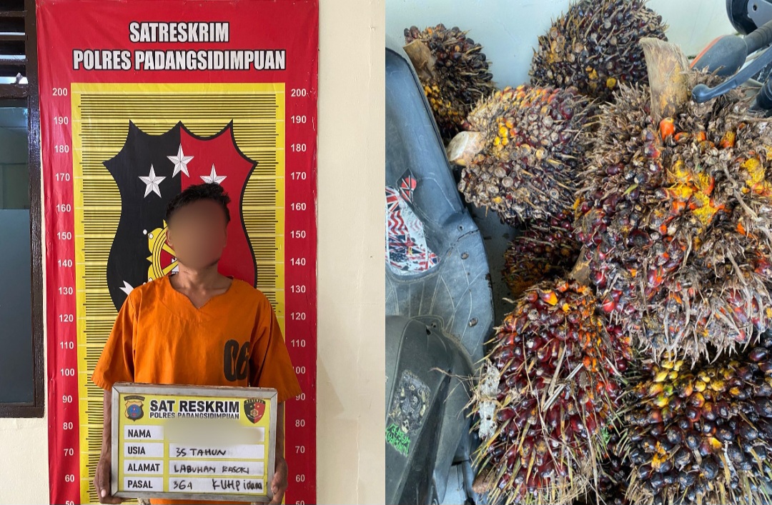 Seorang pria berinisial, SM, diamankan ke Mako Polres Padangsidimpuan atas dugaan tindak pidana Curat 11 tandan buah sawit yang telah dipanen dengan total berat mencapai sekitar 308 Kg yang terjadi di area Perkebunan PTPN IV Regional 1 Pijorkoling