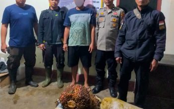 Personel Polsek Batang Toru mengamankan seorang pria berinisial, Y berikut barang bukti, yang diduga melakukan pencurian buah sawit dengan berat total 110 Kg usai diserahkan Satpam PTPN IV Regional I Kebun Hapesong