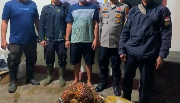 Polsek Batang Toru Amankan Pencuri Sawit di PTPN IV Kebun Hapesong