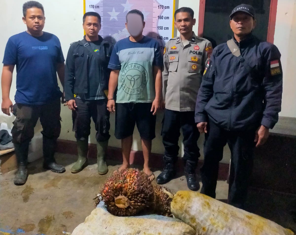 Personel Polsek Batang Toru mengamankan seorang pria berinisial, Y berikut barang bukti, yang diduga melakukan pencurian buah sawit dengan berat total 110 Kg usai diserahkan Satpam PTPN IV Regional I Kebun Hapesong