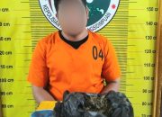 Seorang pria berinisial, FT alias UKB, usai ditangkap Tim Opsnal Sat Resnarkoba Polres Padangsidimpuan bersama barang bukti narkotika jenis ganja seberat 80 Gram