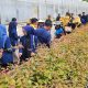 Tepis Isu Negatif, TPL Ajak UGN Padangsidimpuan Tinjau Pabrik