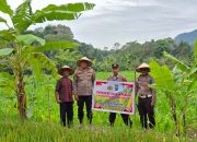 Kapolsek Sipirok, Iptu Aswin Manurung, dan personelnya saat meninjau lahan jagung milik warga binaan Polri