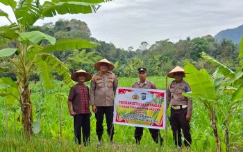 Kapolsek Sipirok, Iptu Aswin Manurung, dan personelnya saat meninjau lahan jagung milik warga binaan Polri