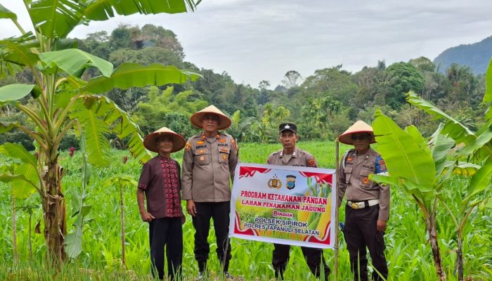 Dukung Ketahanan Pangan, Kapolsek Sipirok Tinjau Lahan Jagung Binaan