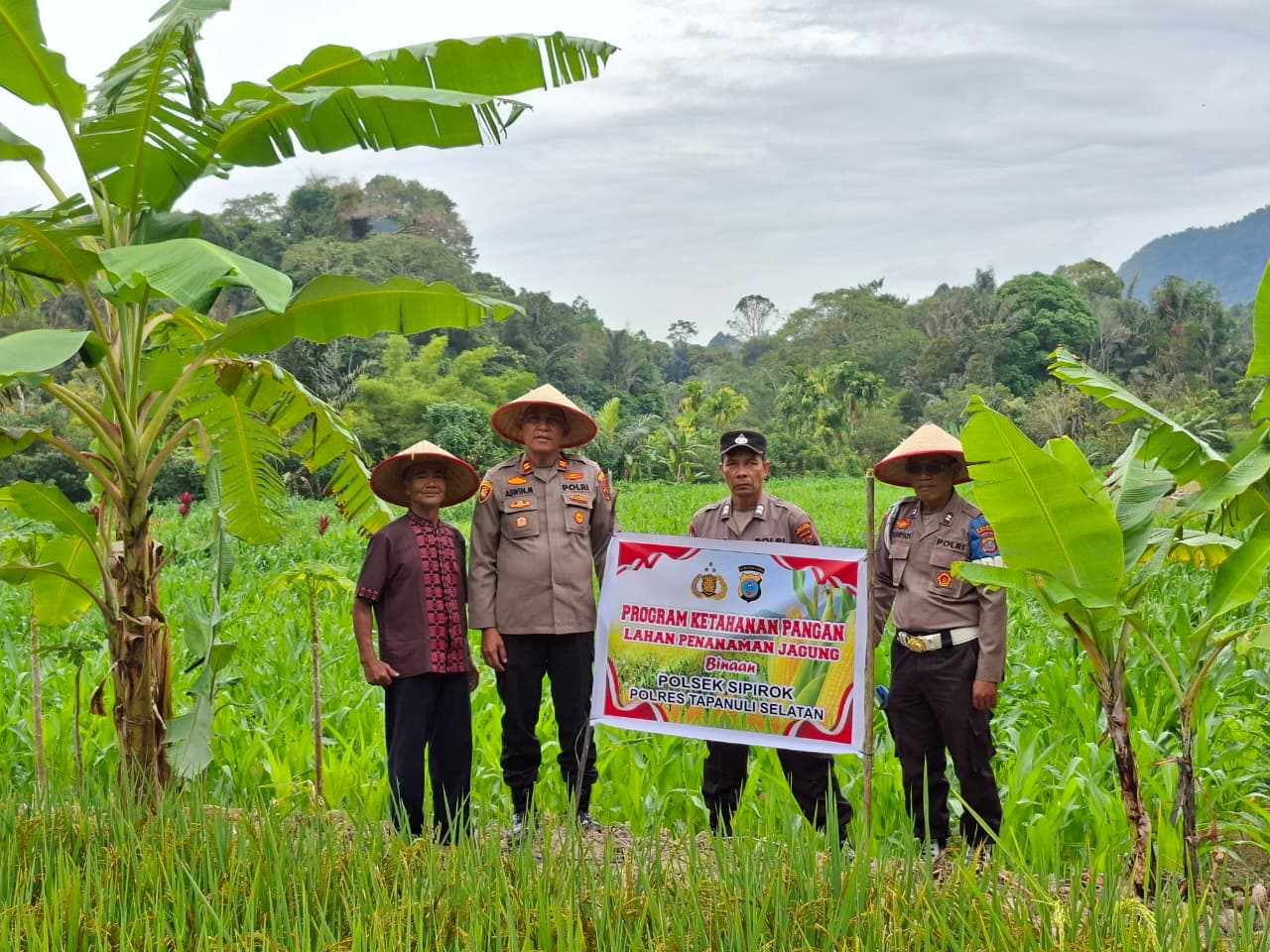Kapolsek Sipirok, Iptu Aswin Manurung, dan personelnya saat meninjau lahan jagung milik warga binaan Polri
