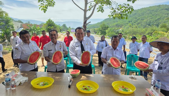 Panen Perdana Buah Semangka Lapas Kelas IIB Padangsidimpuan Sukses