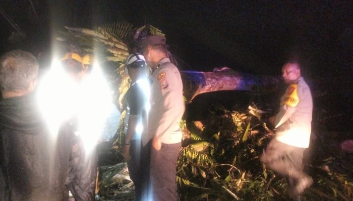 Polsek Batang Toru Cepat Tanggap Tangani Pohon Tumbang di Jalan