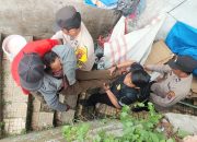 Tindakan cepat Kanit Reskrim Polsek Sipirok, Ipda Supriyadi, bersama anggota dan masyarakat saat membopong salah satu warga yang sedang sakit menuju RS
