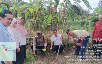 Bhabinkamtibmas Polsek Batang Toru, Bripda Alex Panjaitan, bersama masyarakat, pemerintah, dan pihak lainnya, saat menanam jagung di lahan seluas lebih kurang 1 Hektare dalam mendukung upaya ketahanan pangan nasional