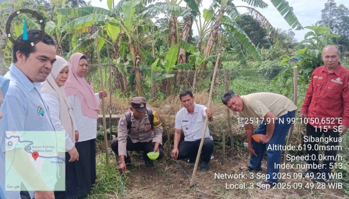 Sinergi Polsek Batang Toru dan Warga, Tanam Jagung 1 Hektare di Angkola Barat