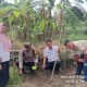 Sinergi Polsek Batang Toru dan Warga, Tanam Jagung 1 Hektare di Angkola Barat