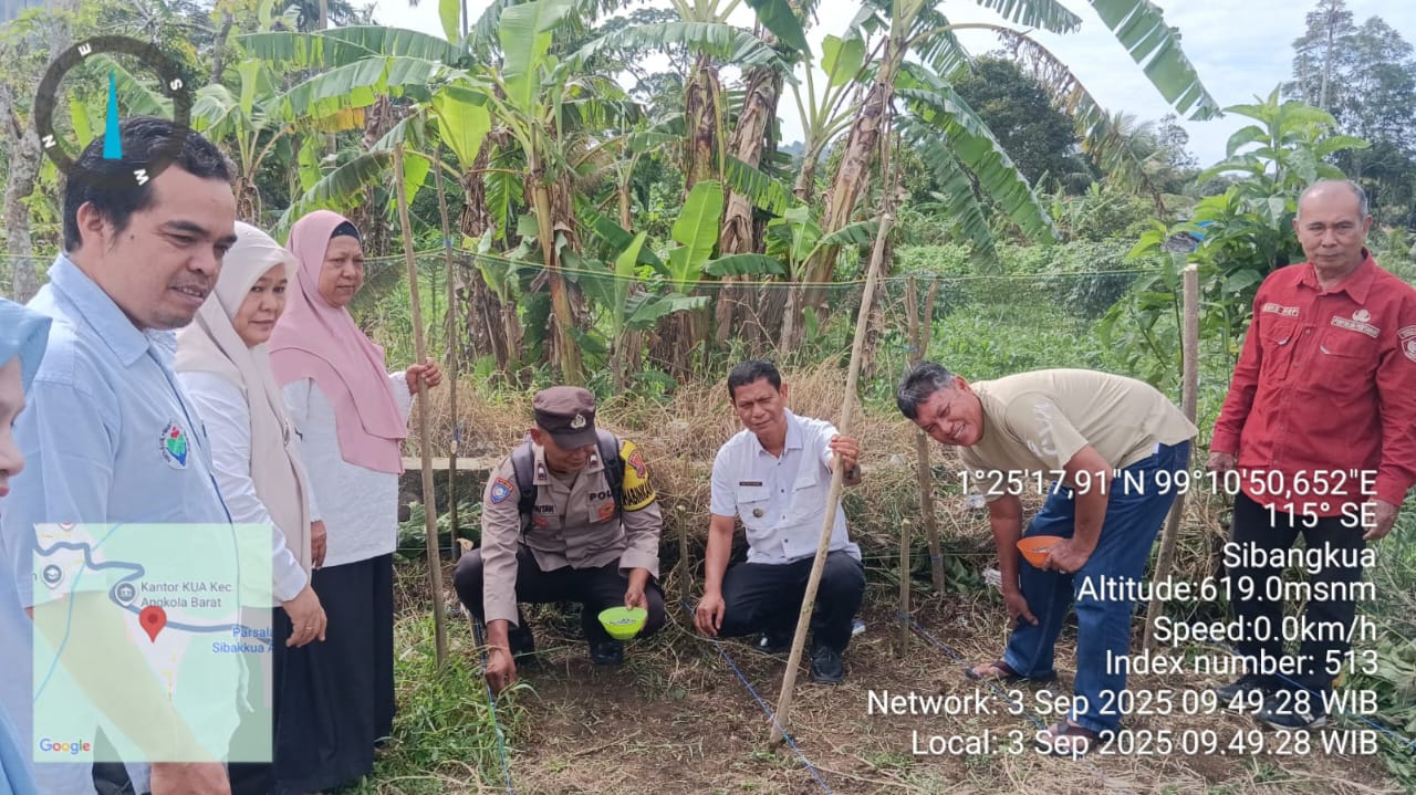 Bhabinkamtibmas Polsek Batang Toru, Bripda Alex Panjaitan, bersama masyarakat, pemerintah, dan pihak lainnya, saat menanam jagung di lahan seluas lebih kurang 1 Hektare dalam mendukung upaya ketahanan pangan nasional