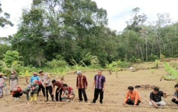 Bersama dinas terkait dan masyarakat, Bhabinkamtibmas Polsek Batang Toru, Aipda Zedda Zega, melaksanakan penanaman jagung di lahan seluas lebih kurang 1 Hektare di Desa Gapuk Tua sebagai wujud dukungan terhadap program Ketapang nasional