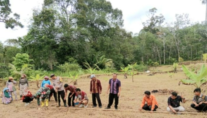 Polsek Batang Toru Tanam Jagung 1 Hektare di Desa Gapuk Tua