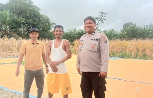 Polsek Batang Toru Tinjau Lahan Jagung 13 Hektar di Desa Sumuran