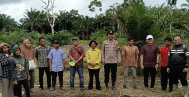Bersama dinas terkait dan masyarakat, Bhabinkamtibmas Polsek Batang Toru, Brigpol Wendi Pramono, melaksanakan kegiatan penanaman jagung di Desa Simataniari, Kecamatan Angkola Sangkunur