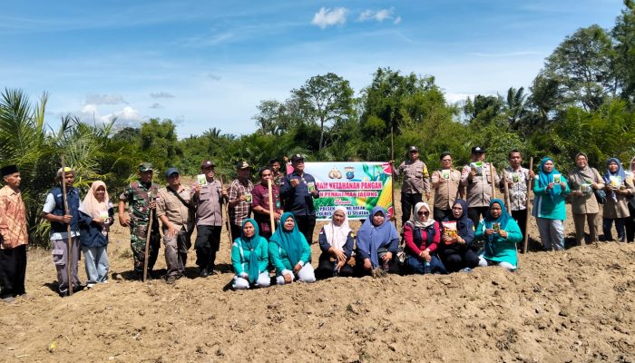 Polsek Padang Bolak Dukung Program Swasembada Pangan Lewat Tanam Jagung di Sihoda Hoda