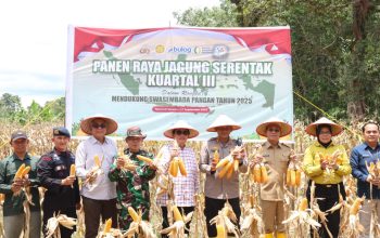 Kapolres Tapsel AKBP Yon Edi Winara, Bupati Gus Irawan Pasaribu, Ketua DPRD Rahmat Nasution, bersama unsur Forkopimda saat panen raya jagung serentak Kuartal III dalam rangka mendukung program swasembada pangan nasional tahun 2025 di Dusun Aek Sirara, Desa Sumuran, Kecamatan Batang Toru
