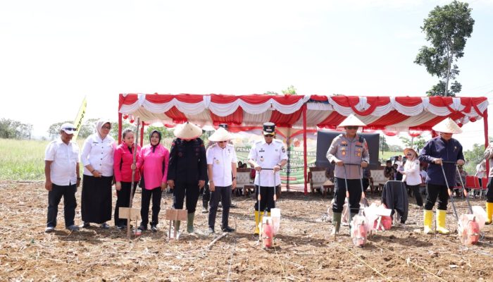 Bupati dan Kapolres Tapsel Kompak Tanam Jagung: Wujud Sinergi Menuju Swasembada Pangan 2025