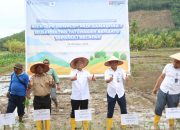 Bupati Tapsel, Gus Irawan Pasaribu, dan lainnya saat melakukan penanaman padi Varietas Gama Gora 7 di Desa Tatengger