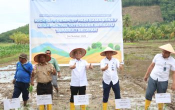 Bupati Tapsel, Gus Irawan Pasaribu, dan lainnya saat melakukan penanaman padi Varietas Gama Gora 7 di Desa Tatengger