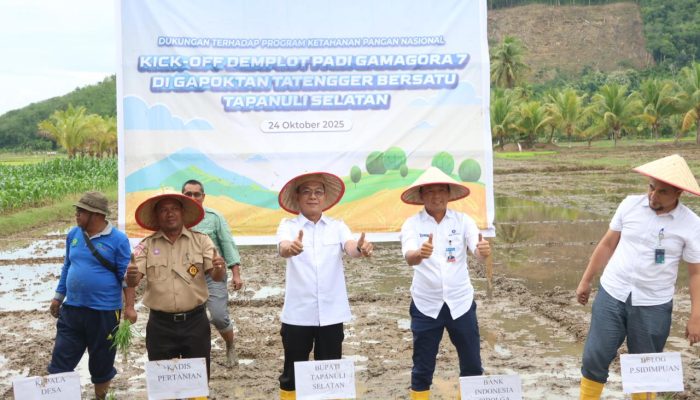 Tapsel Geber Padi Gama Gora 7, Target Panen Tembus 10 Ton per Hektare