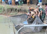 Bupati Tapsel, Gus Irawan Pasaribu, beserta jajaran, saat memanen ikan di Desa Pargarutan Julu, Kecamatan Angkola Timur