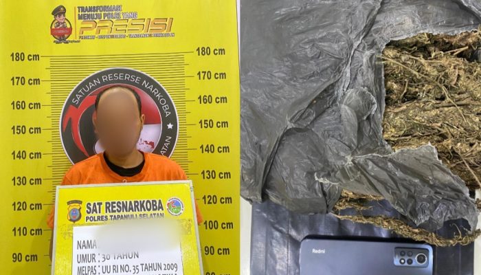 Polres Tapsel Gagalkan Peredaran Ganja Setengah Kg, Pelaku Ditangkap di Parsalakan