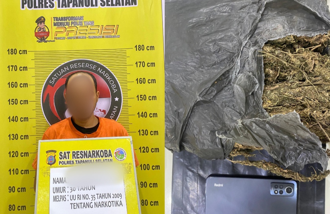 Seorang pria yang memiliki 500 gram atau setengah Kg ganja inisial, TGH usai ditangkap Tim Opsnal Sat Resnarkoba Polres Tapsel