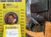 Polres Tapsel Tangkap Kurir Ganja 1 Kg di Angkola Barat, Belum Sempat Ditukar Sabu