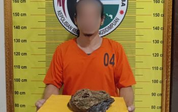 Seorang pria yang bawa narkotika jenis ganja dengan berat bruto 100 Gram berinisial, IAS usai ditangkap Tim Opsnal Sat Resnarkoba Polres Padangsidimpuan