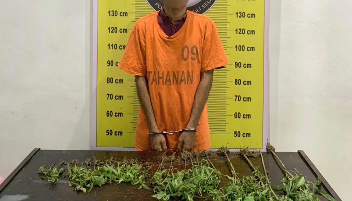 Petani Sawit Nyambi Nanam Ganja Diungkap Polres Tapsel: Sempat Dipanen dan Dijual