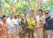 Bupati Tapsel, Gus Irawan Pasaribu, bersama Wakil Bupati Jafar Syahbuddin Ritonga, Wakil Ketua DPRD Abdul Basith Dalimunthe, Ketua TP PKK Ny Murni Gus Irawan, dan Kelompok Tani Gerhanas, saat panen perdana pisang