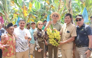 Bupati Tapsel, Gus Irawan Pasaribu, bersama Wakil Bupati Jafar Syahbuddin Ritonga, Wakil Ketua DPRD Abdul Basith Dalimunthe, Ketua TP PKK Ny Murni Gus Irawan, dan Kelompok Tani Gerhanas, saat panen perdana pisang