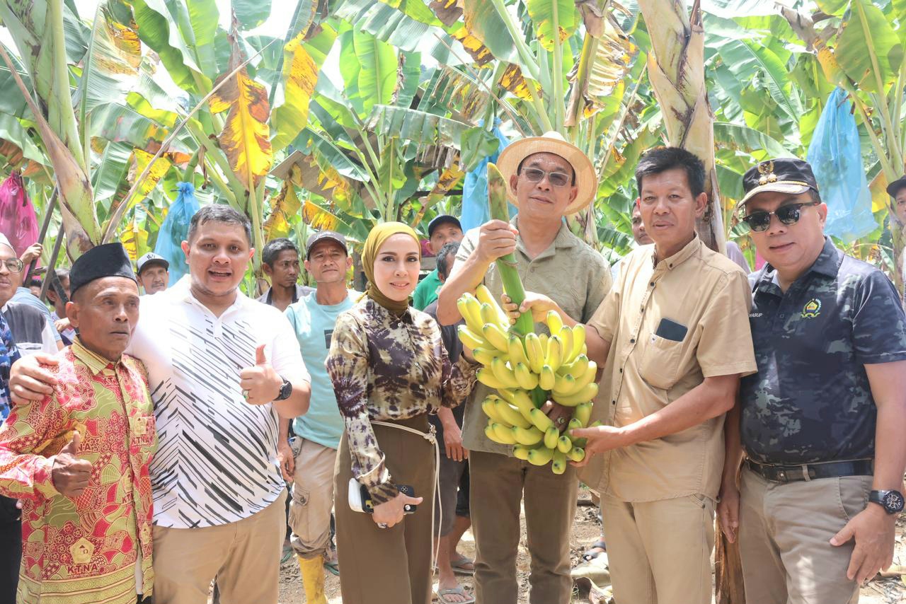Bupati Tapsel, Gus Irawan Pasaribu, bersama Wakil Bupati Jafar Syahbuddin Ritonga, Wakil Ketua DPRD Abdul Basith Dalimunthe, Ketua TP PKK Ny Murni Gus Irawan, dan Kelompok Tani Gerhanas, saat panen perdana pisang