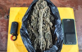 Berikut barang bukti diduga narkotika jenis ganja dengan berat bruta 100 Gram yang berhasil disita Tim Opsnal Sat Resnarkoba Polres Padangsidimpuan dari seorang pria pengangguran berinisial, MRH