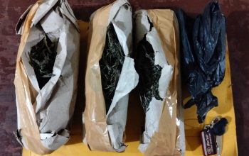 Berikut barang bukti narkotika jenis ganja seberat 300 Gram yang berhasil disita Tim Opsnal Sat Resnarkoba Polres Padangsidimpuan dari seorang residivis berinisial, AHP