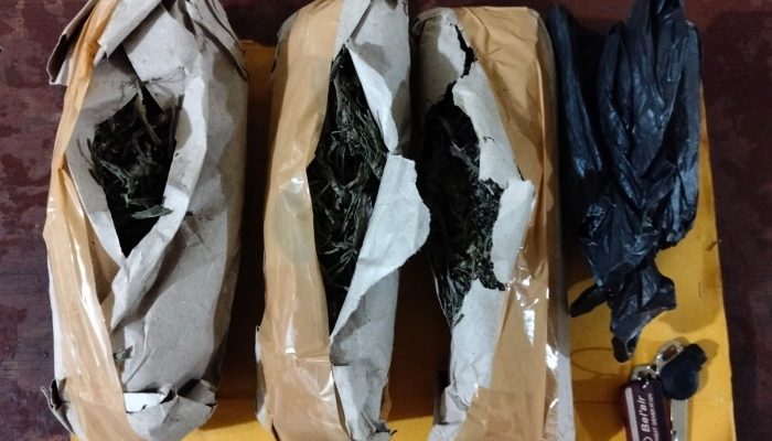 Tak Jera, Residivis di Sidimpuan Kembali Tertangkap Bawa 300 Gram Ganja